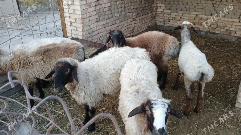 tokly - Ýolöten - img 2