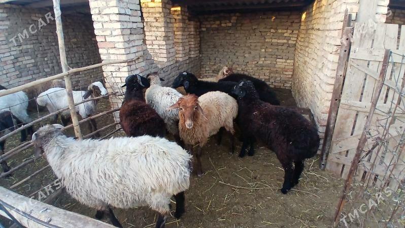 tokly - Ýolöten - img 3