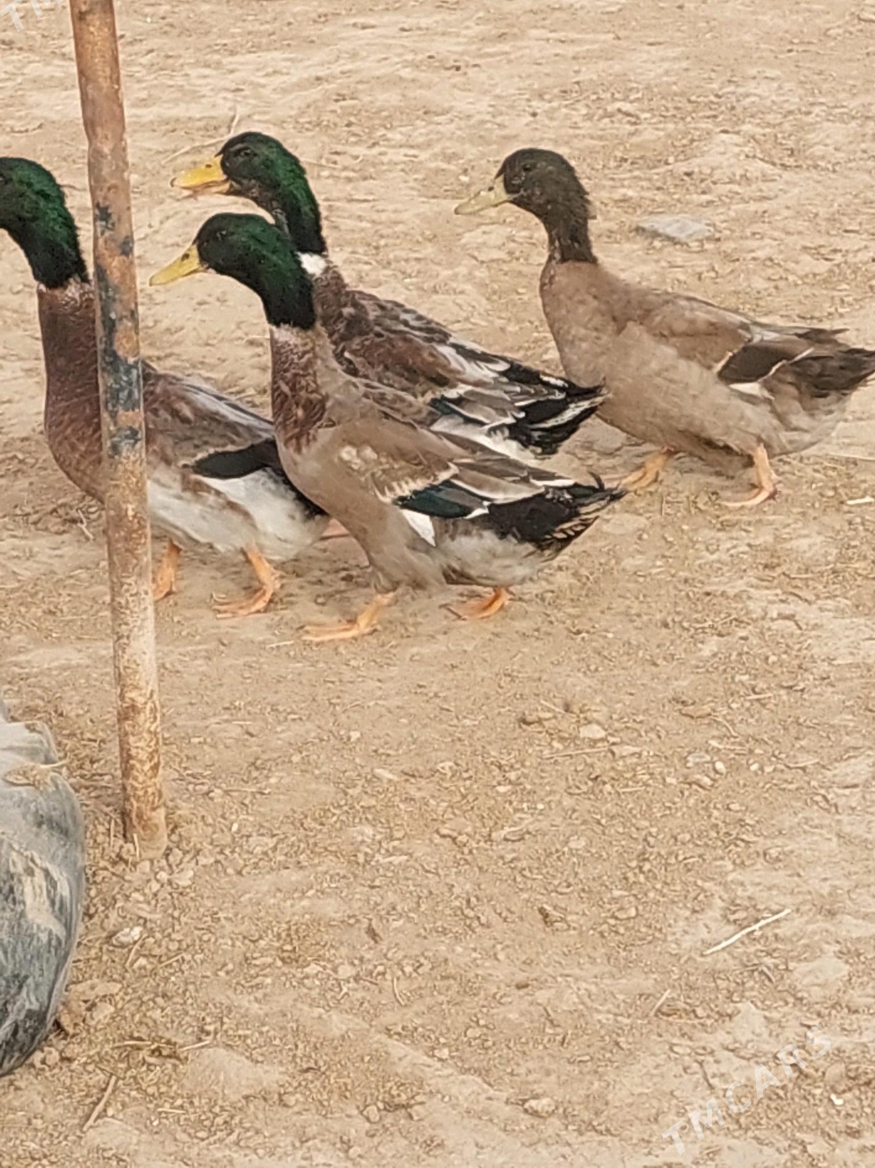 ýaşyl baş ördek gaz - Tejen - img 2