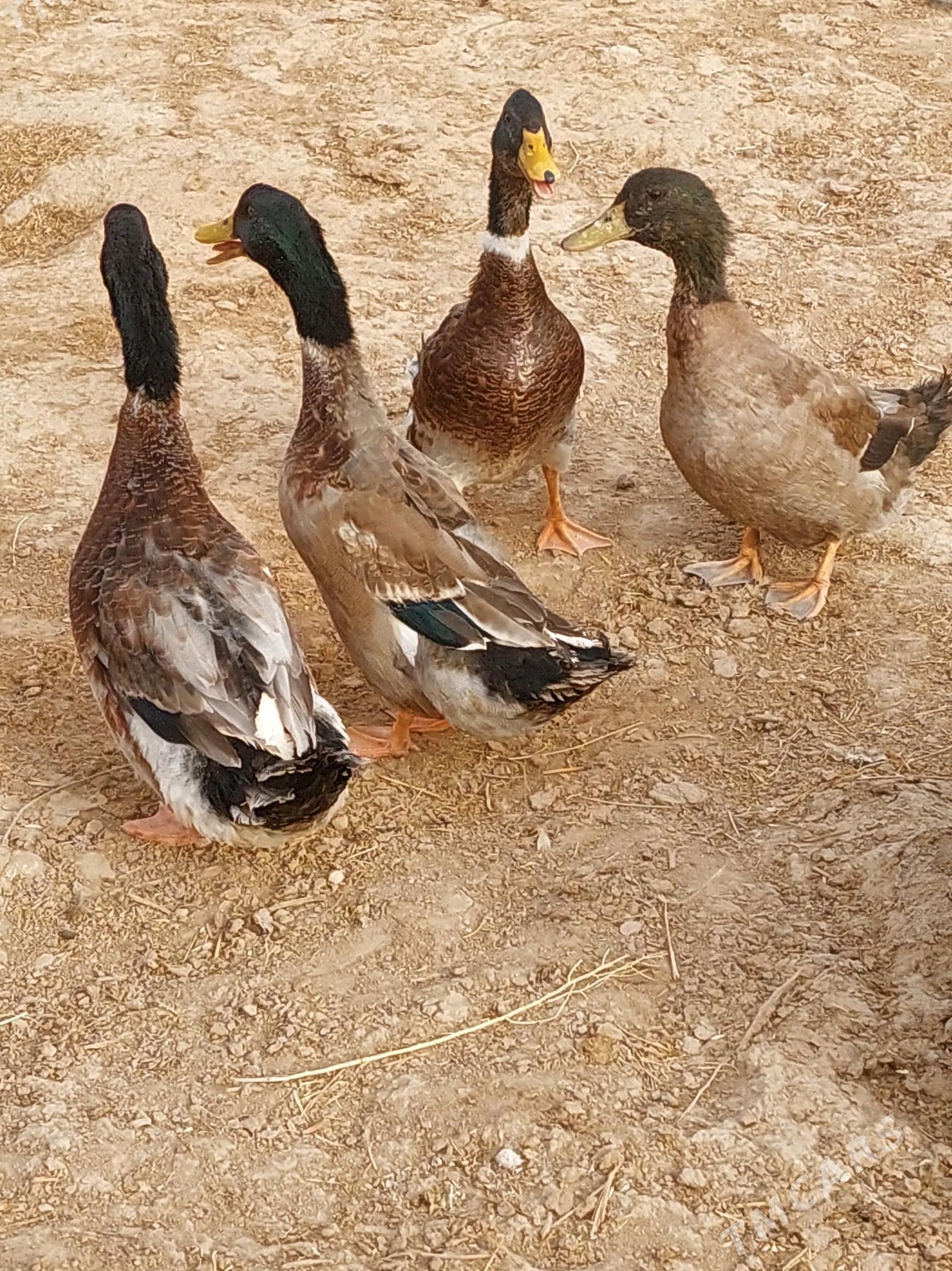 ýaşyl baş ördek gaz - Tejen - img 1