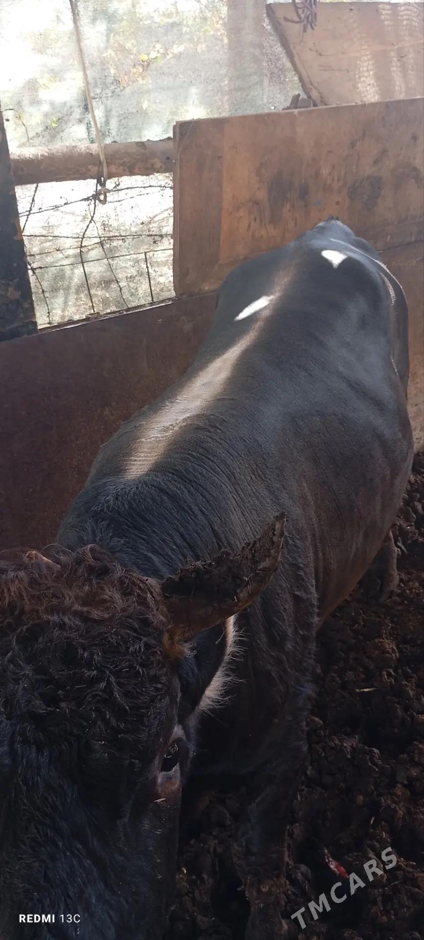 okuz - Ашхабад - img 2