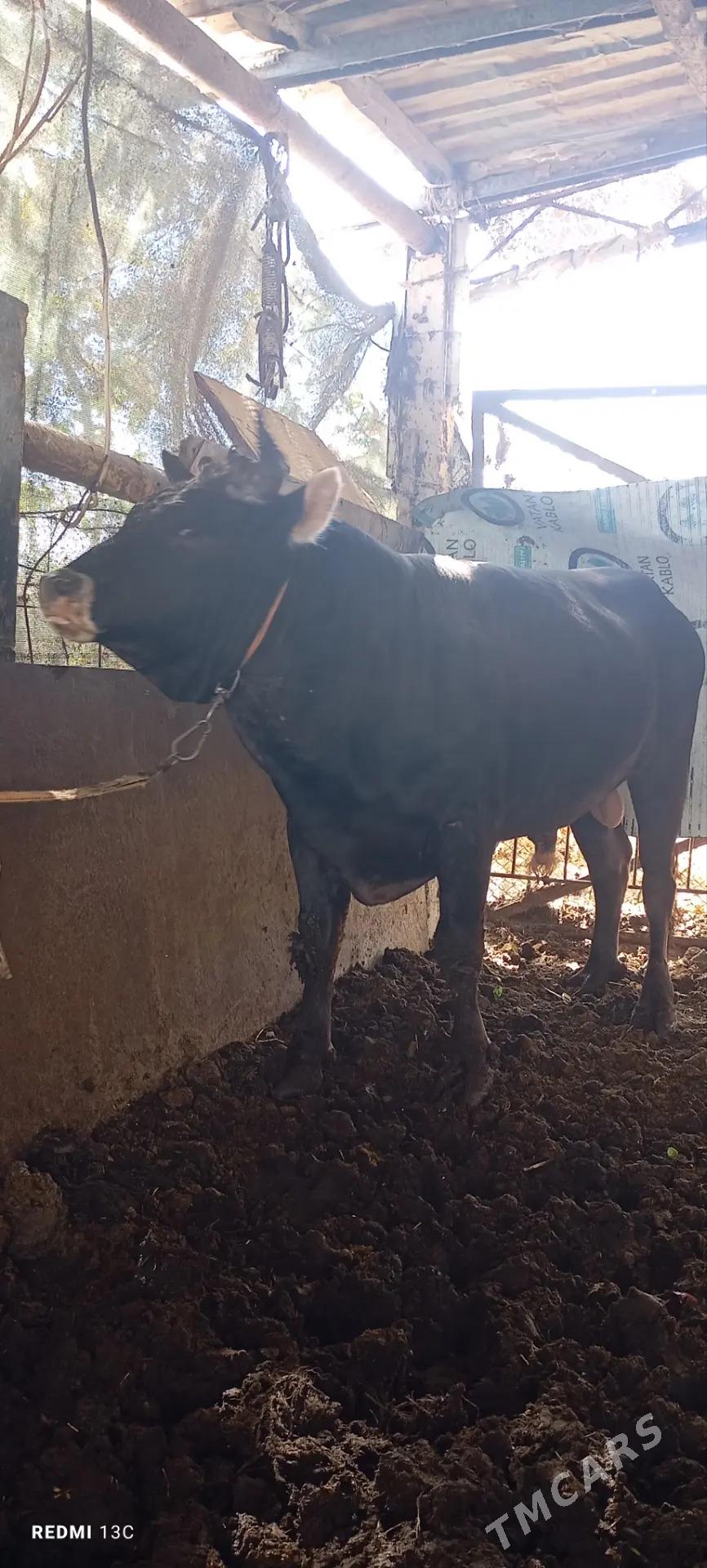 okuz - Ашхабад - img 3