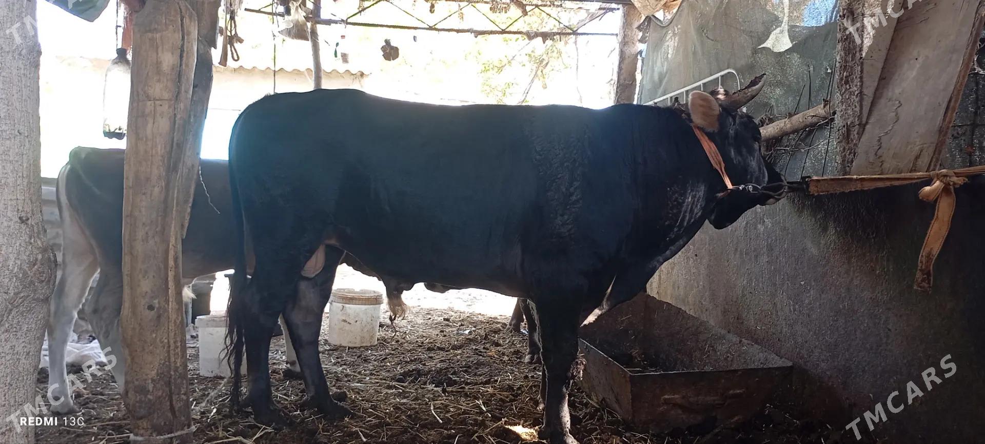 okuz - Ашхабад - img 1