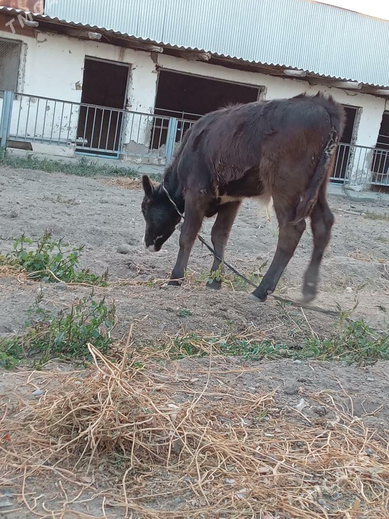 göleli sygyr - Köşi - img 8