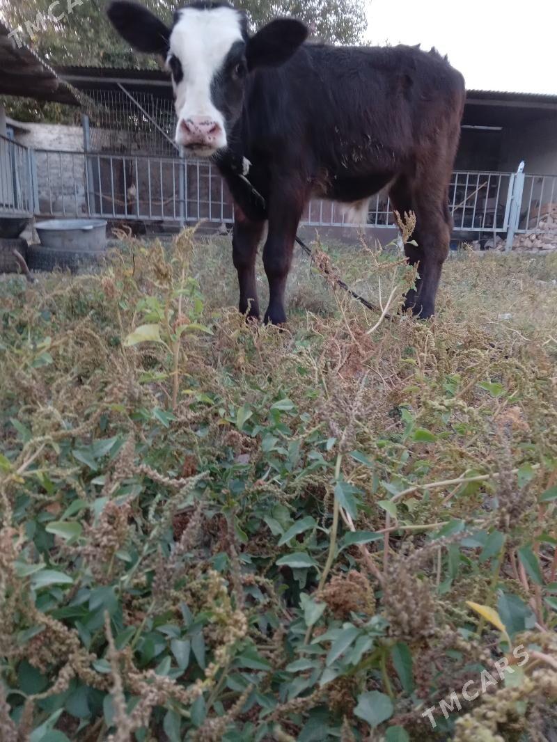 göleli sygyr - Köşi - img 5