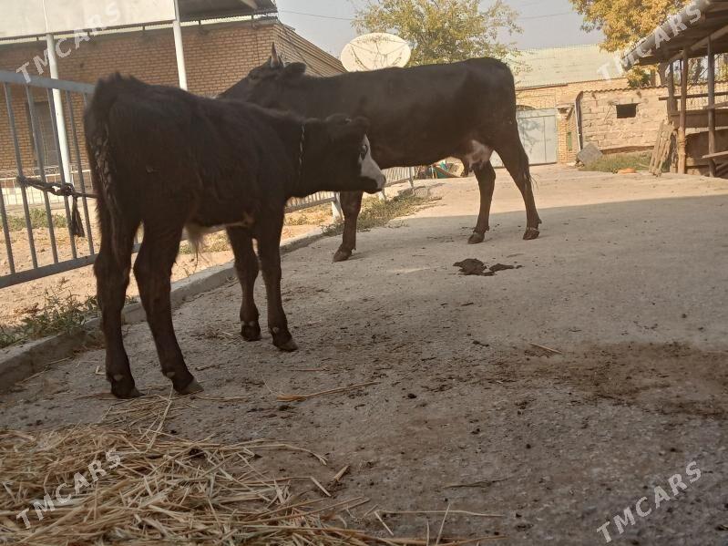 göleli sygyr - Köşi - img 3