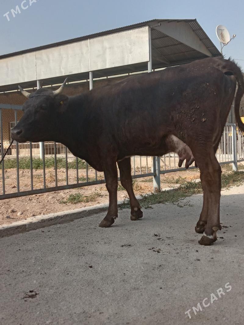 göleli sygyr - Köşi - img 1