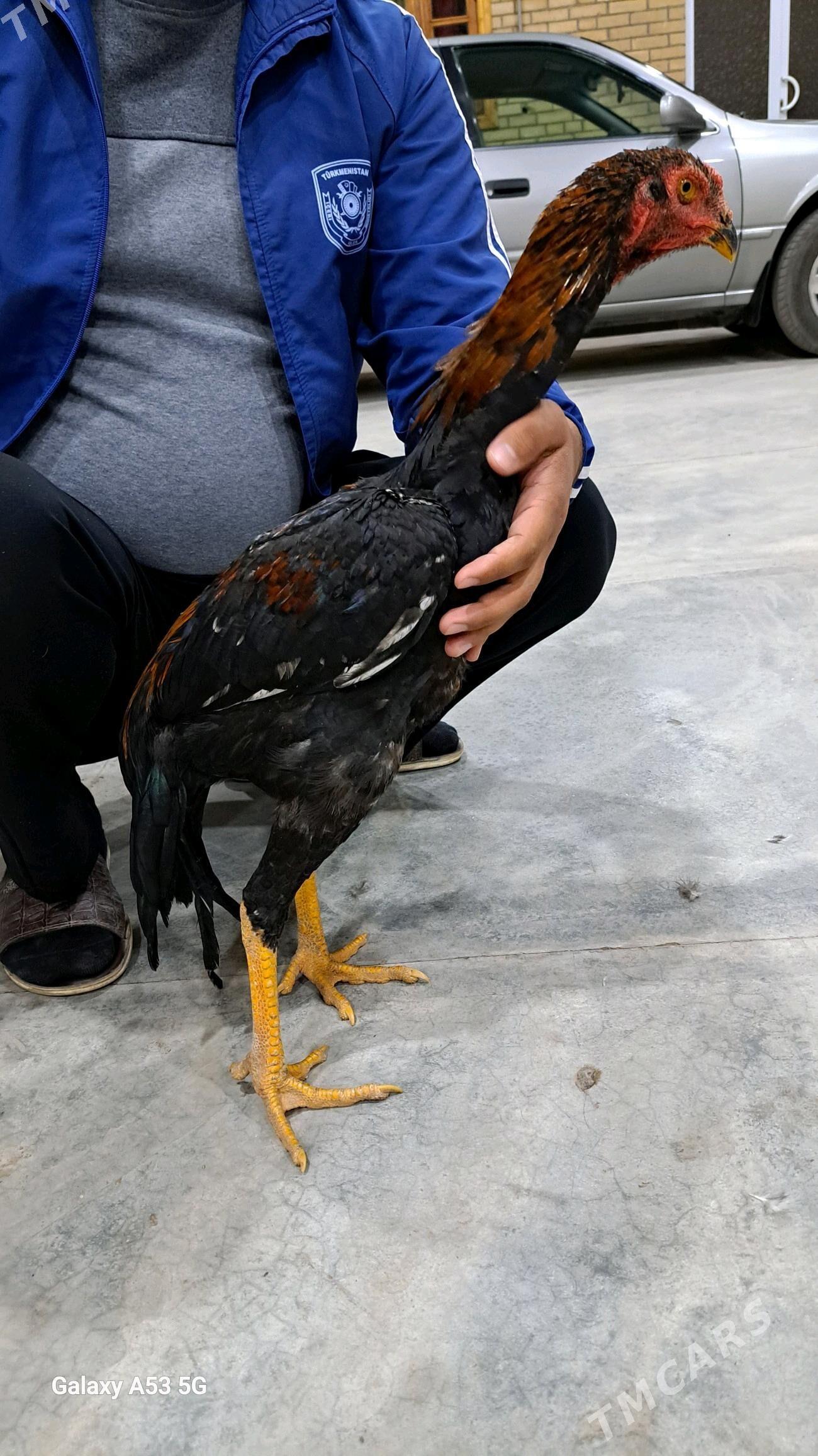 Horaz - Sakar - img 1