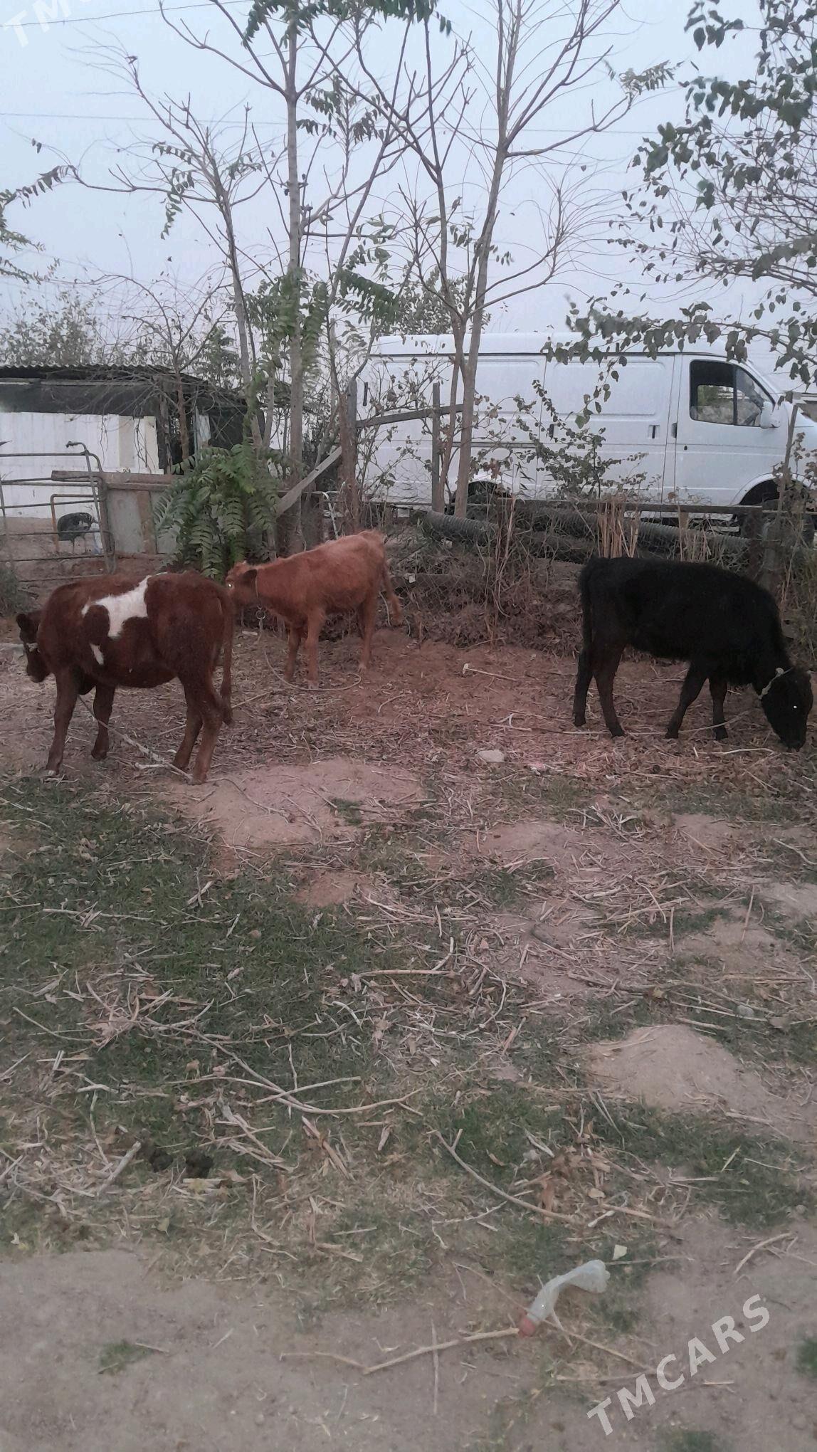 tuve - Ак-Бугдайский этрап - img 3