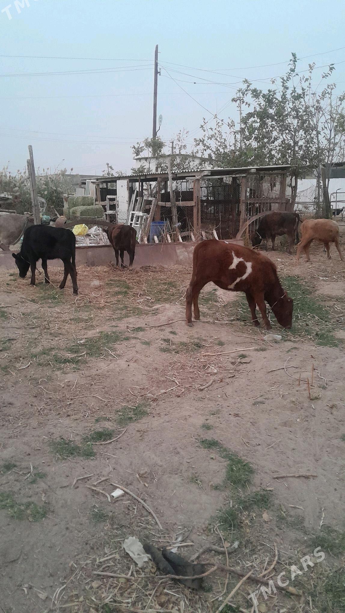 tuve - Ак-Бугдайский этрап - img 1