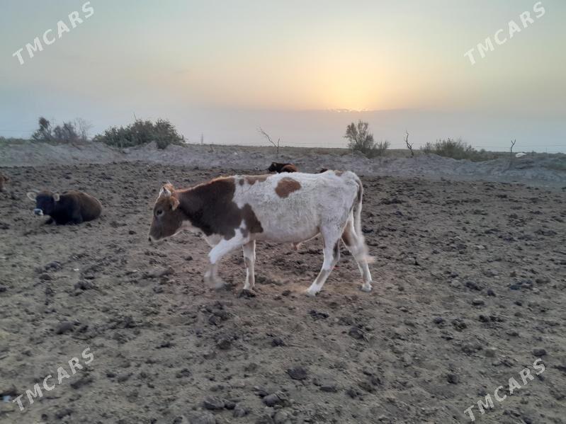 ökiz - Bereket - img 2