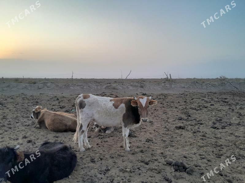 ökiz - Bereket - img 1