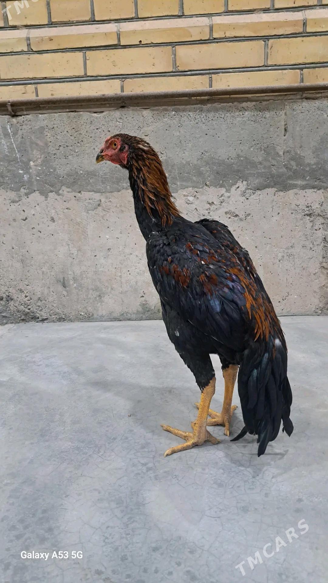 Horaz - Sakar - img 3