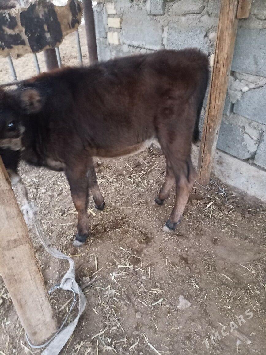 gole - Балканабат - img 1