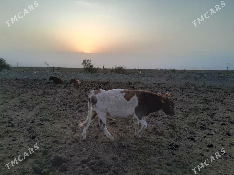 ökiz - Bereket - img 5