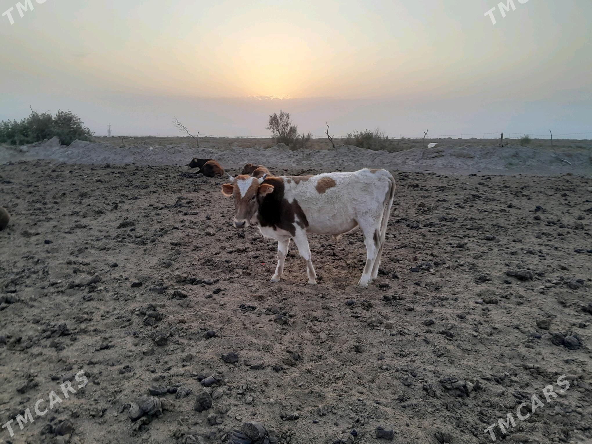 ökiz - Bereket - img 4