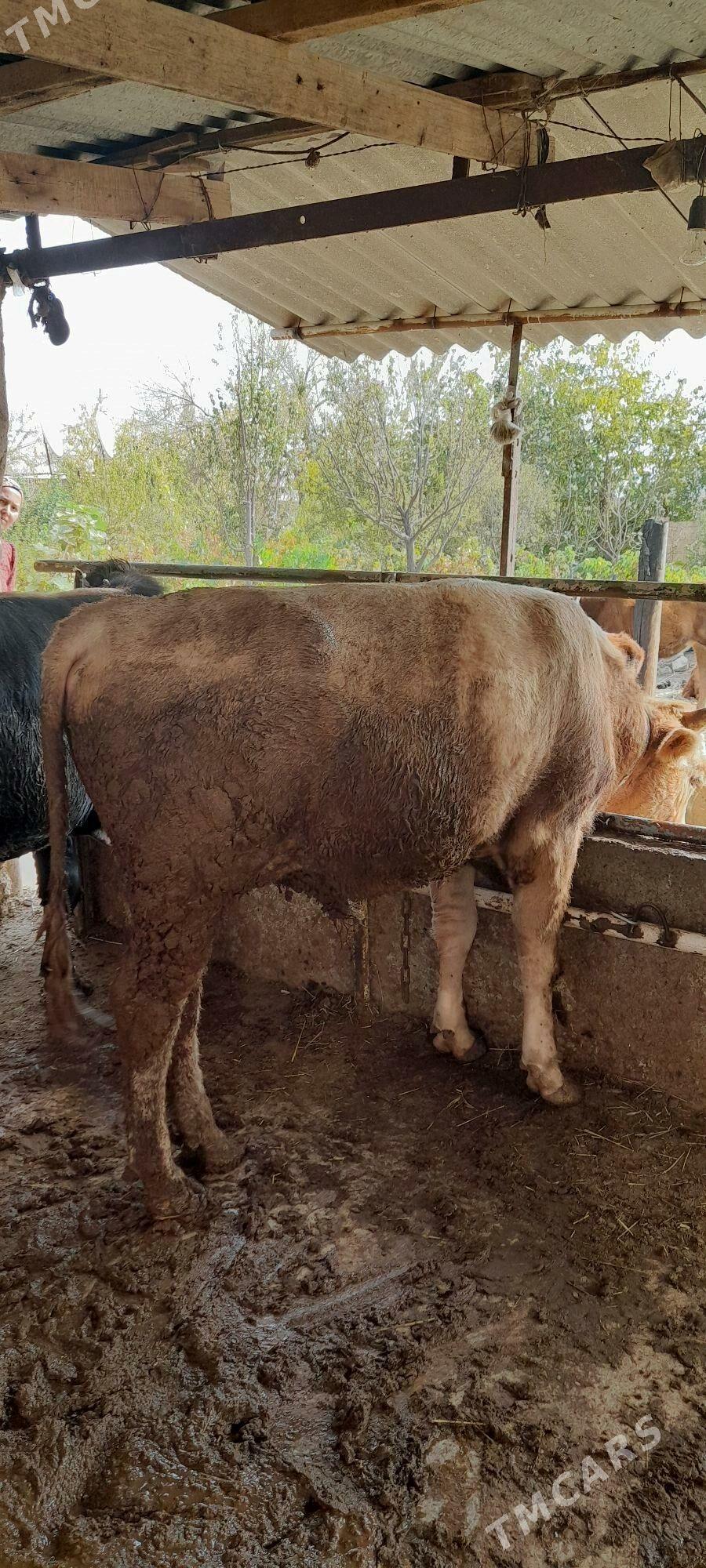 Bakylan öküzler - Babadaýhan - img 2