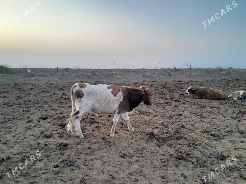 ökiz - Bereket - img 3