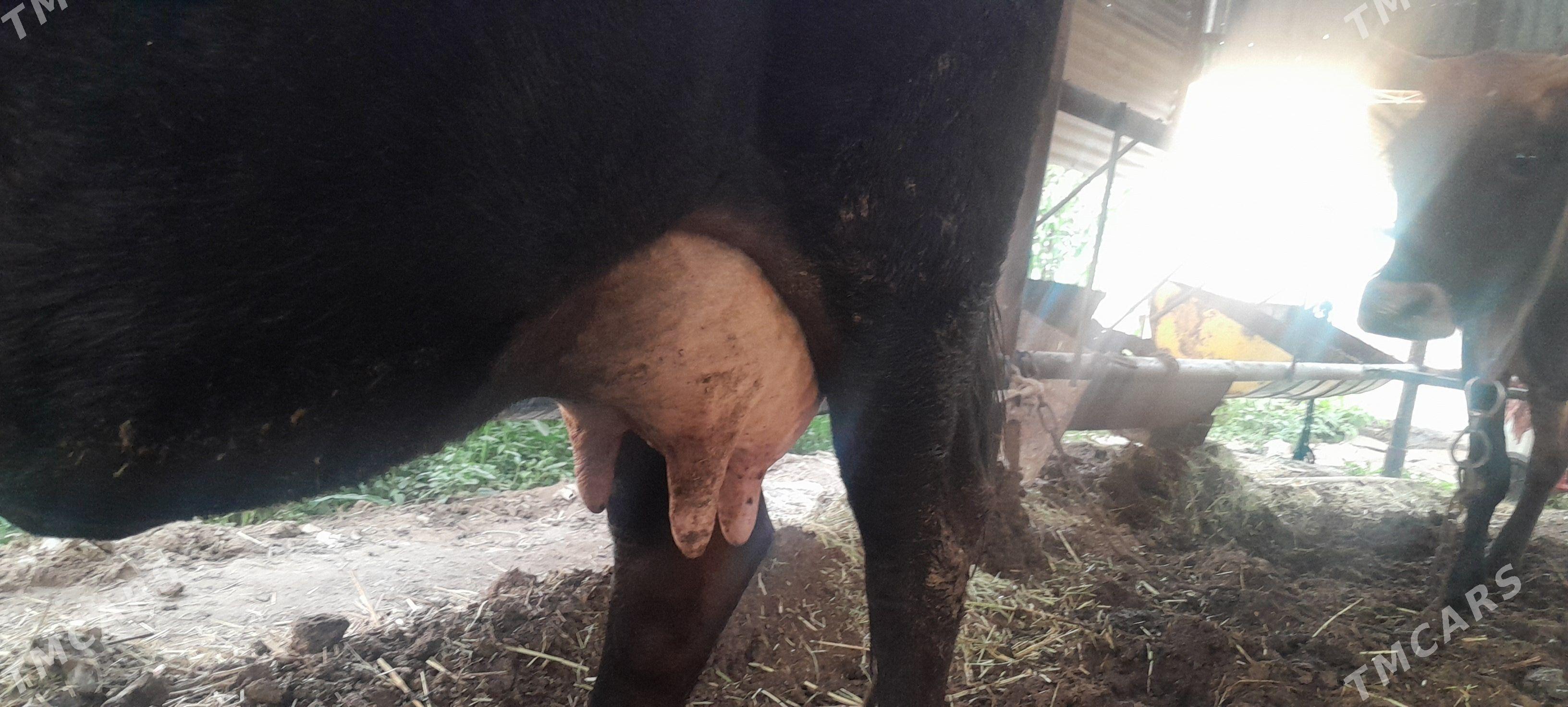 goleli sygyr - Векильбазар - img 2