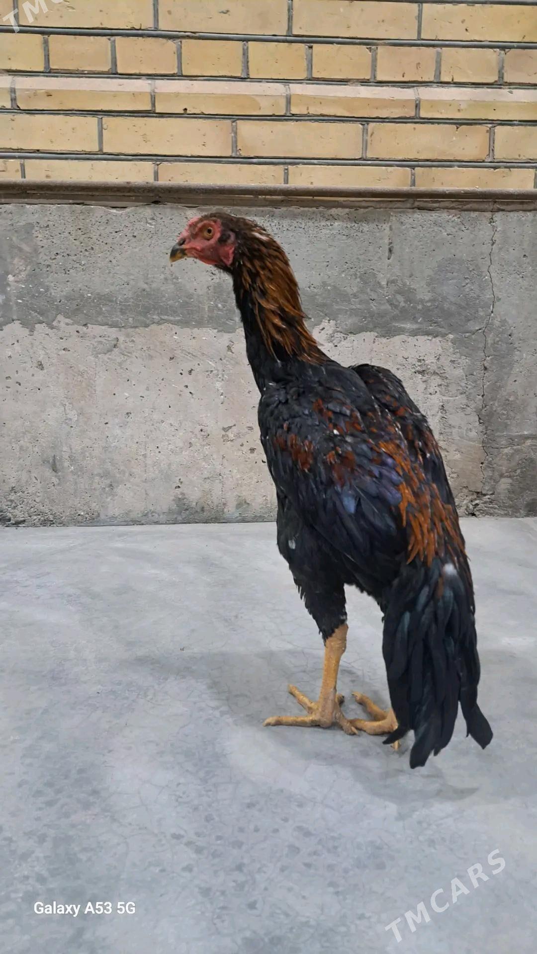 Horaz - Sakar - img 6