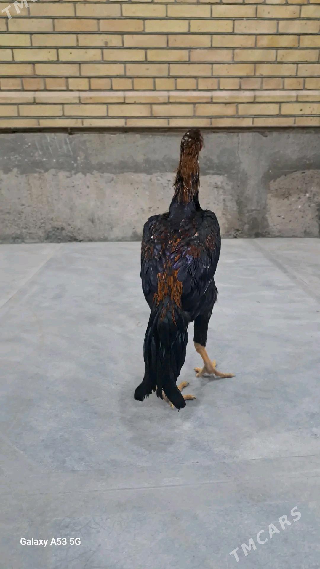 Horaz - Sakar - img 4