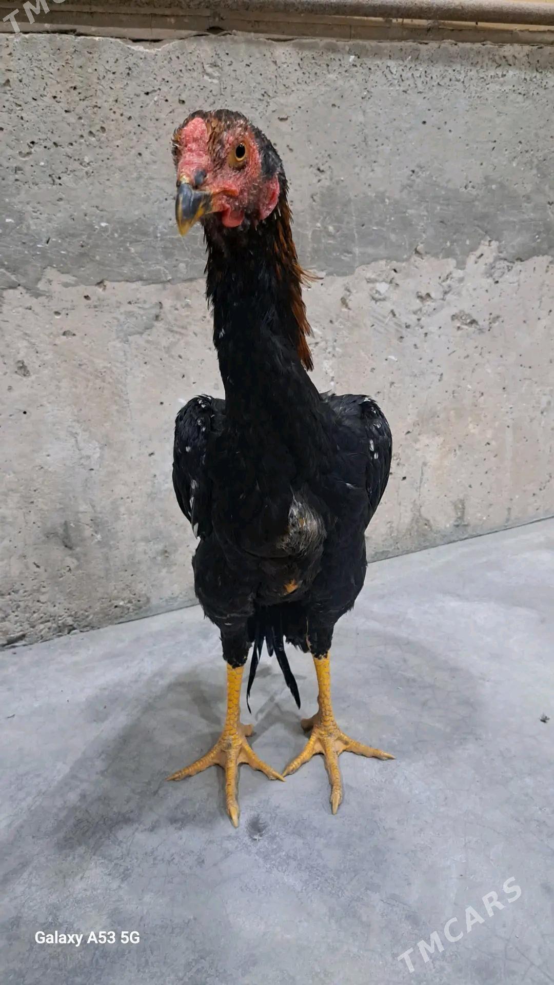 Horaz - Sakar - img 5