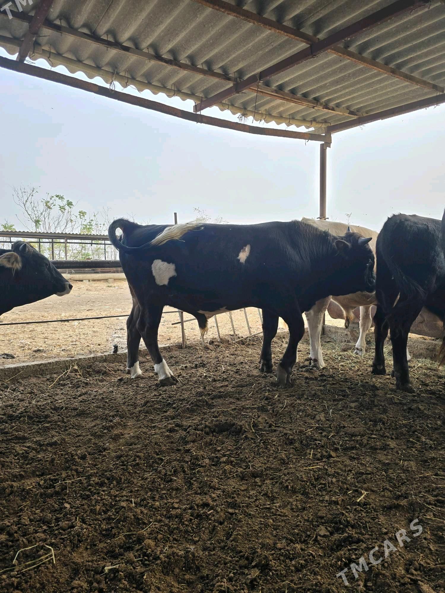 okuz - Gökdepe - img 1