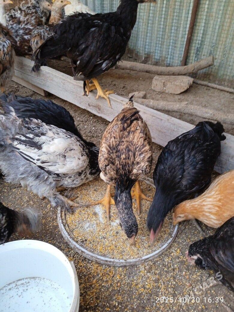 Броллер Гигант - Türkmenabat - img 1