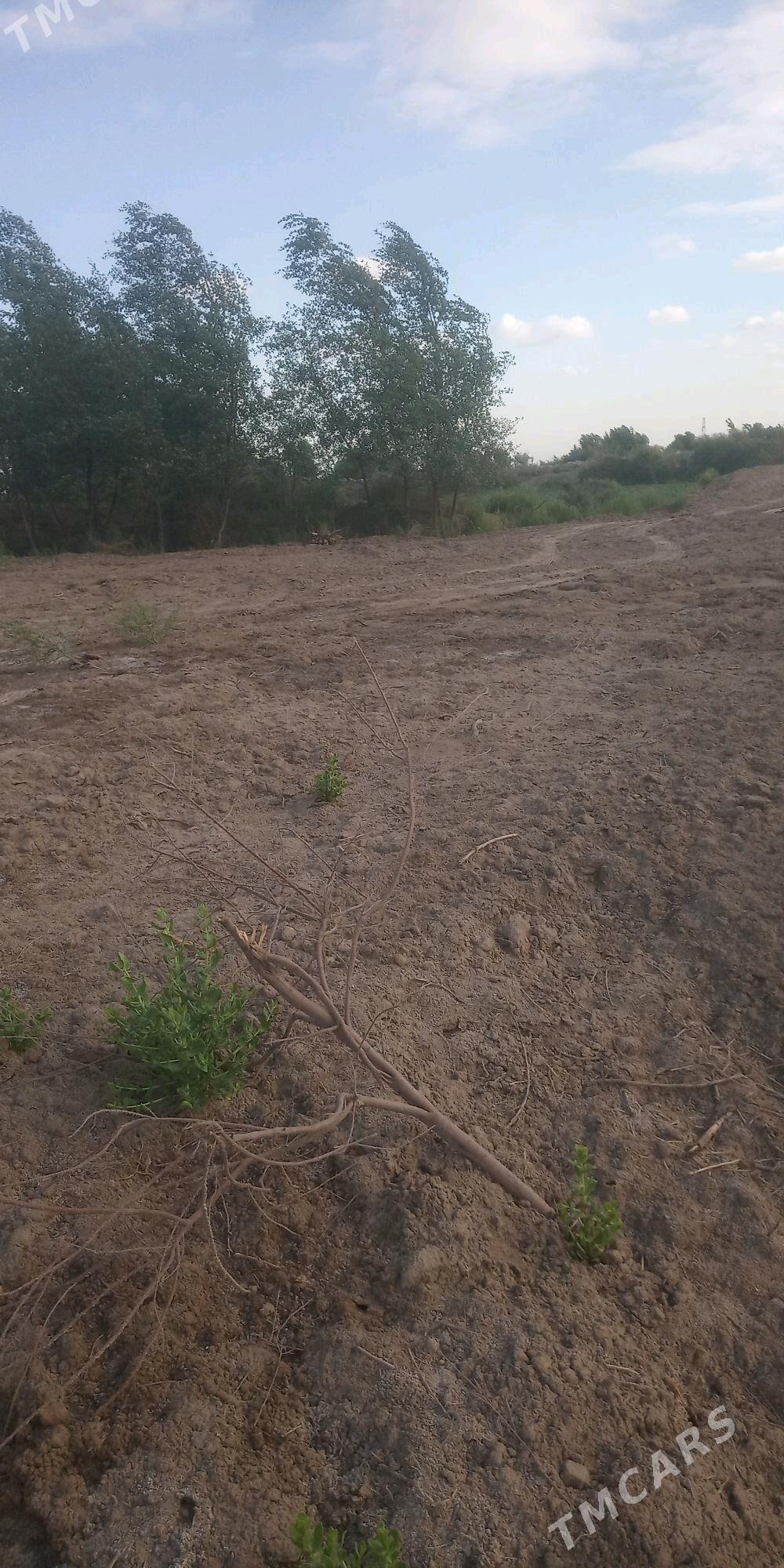 jay orun - Болдумсаз - img 3