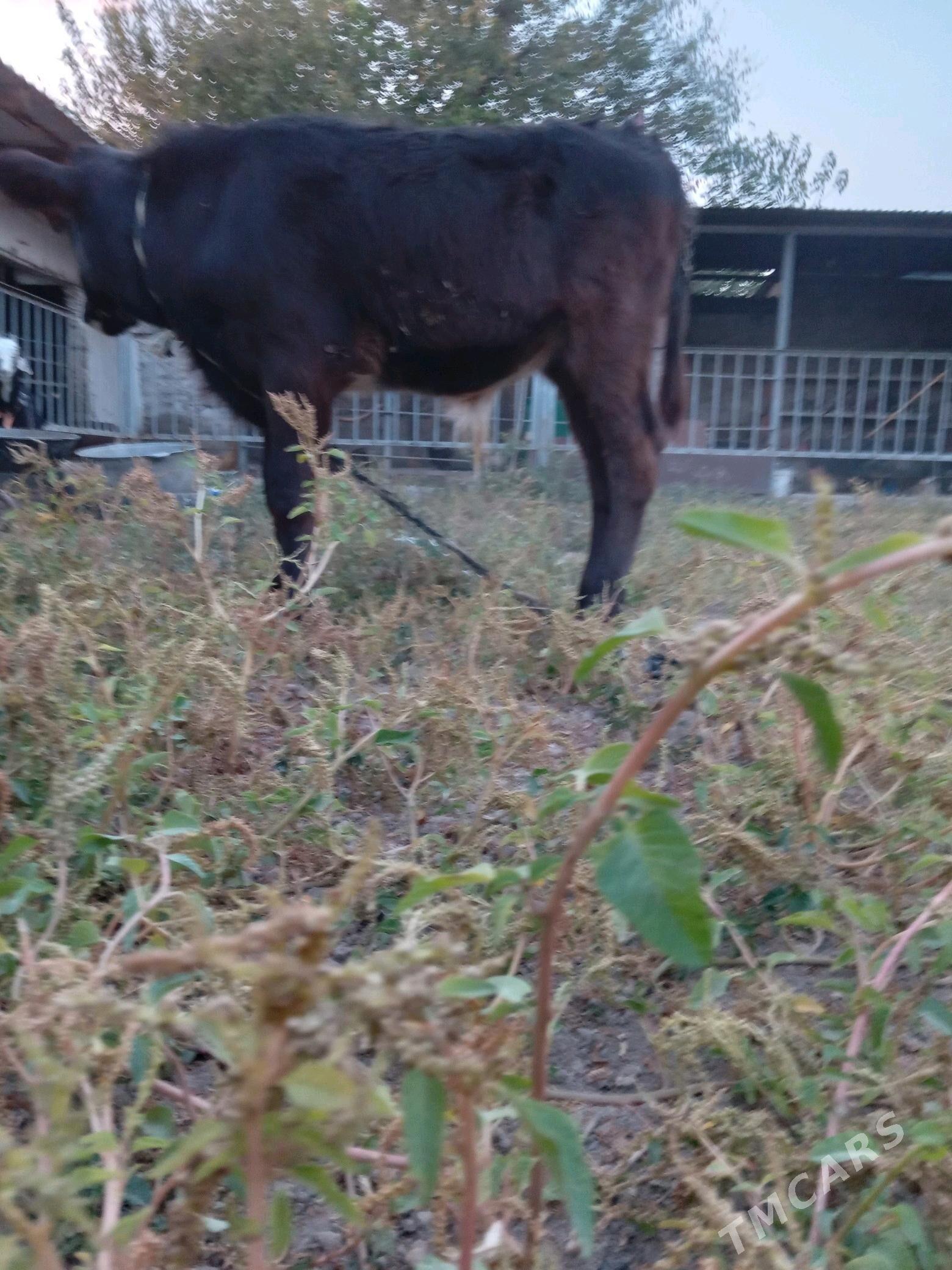 göleli sygyr - Köşi - img 7