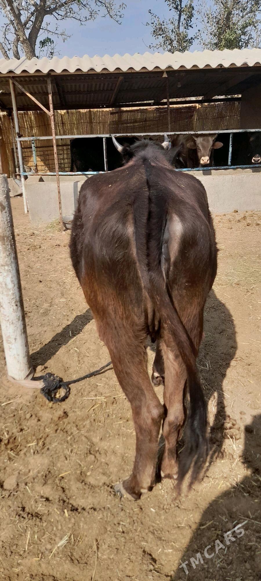 sygyr - Бабадайхан - img 2