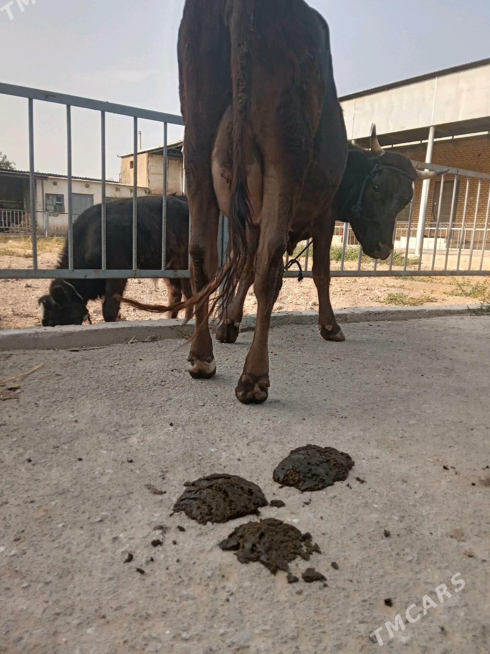 göleli sygyr - Köşi - img 2