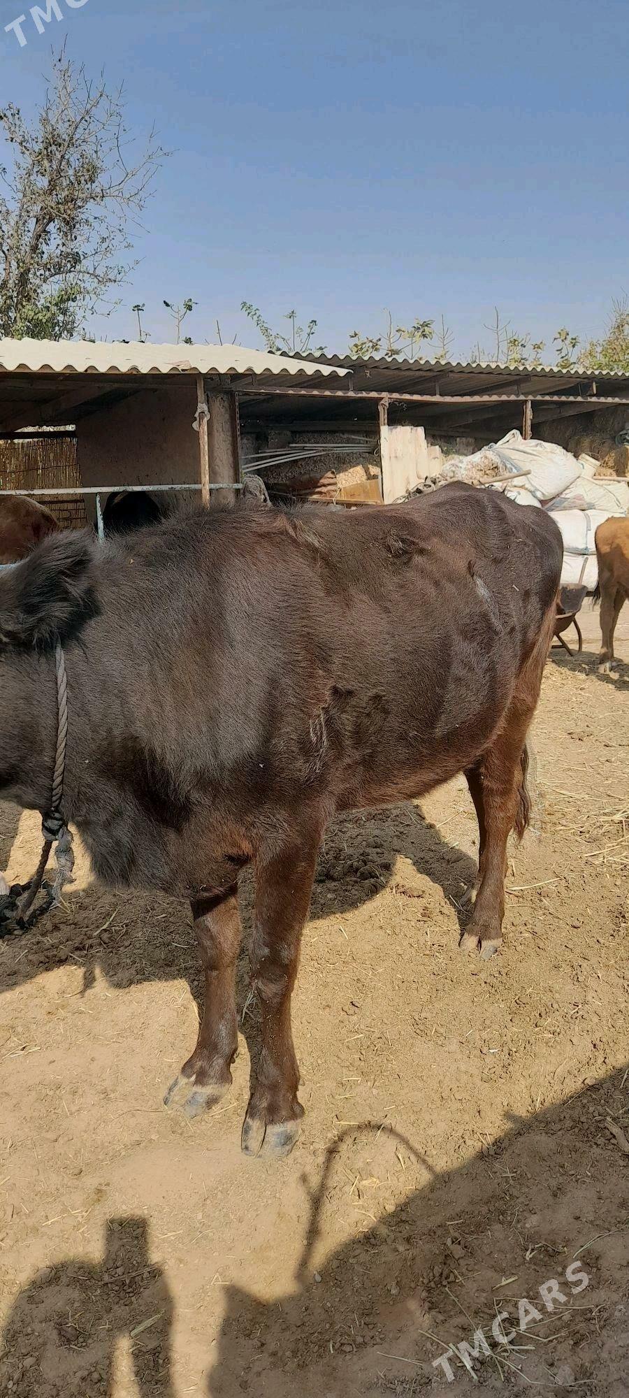 sygyr - Бабадайхан - img 1