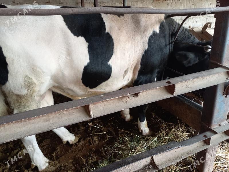 öküz - Анев - img 4