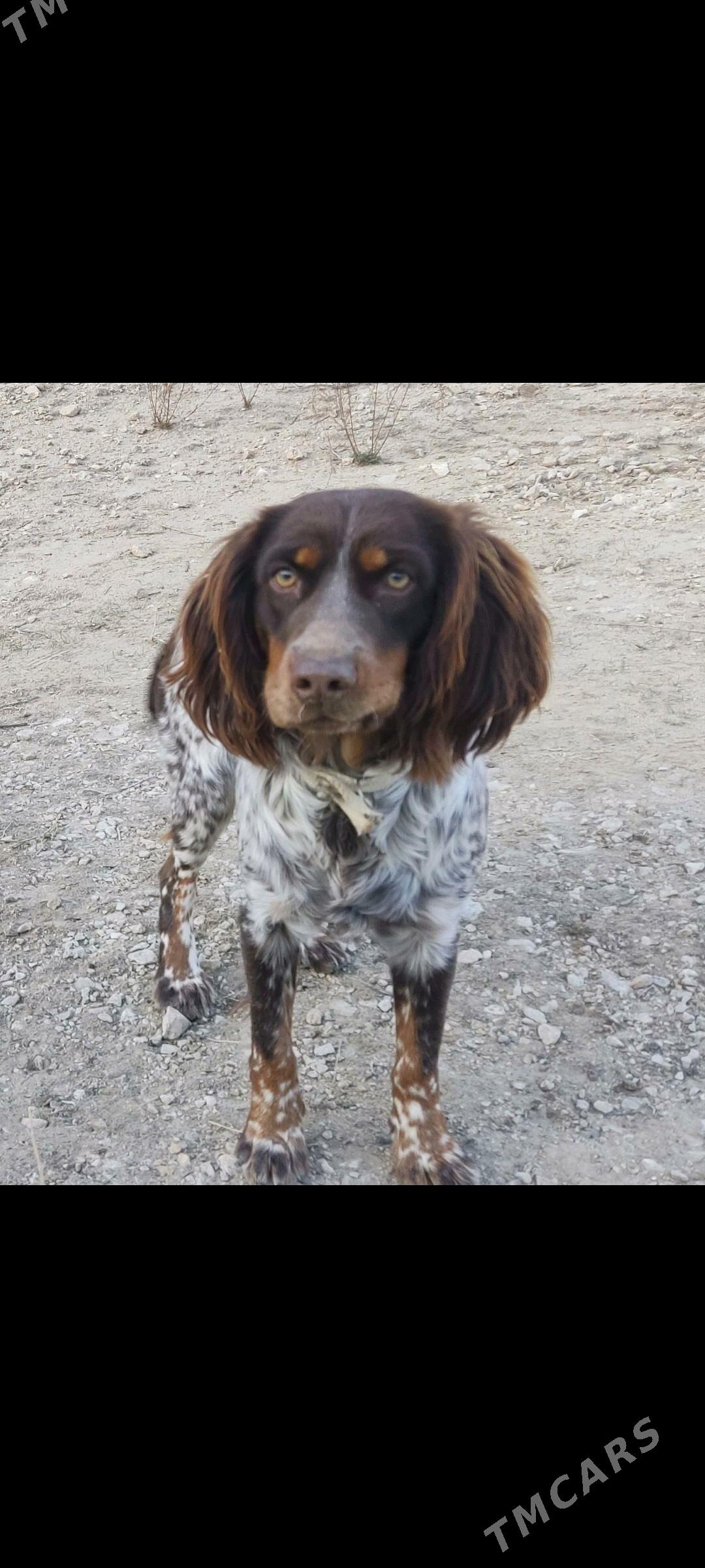 Spanyel awcy - Балканабат - img 1