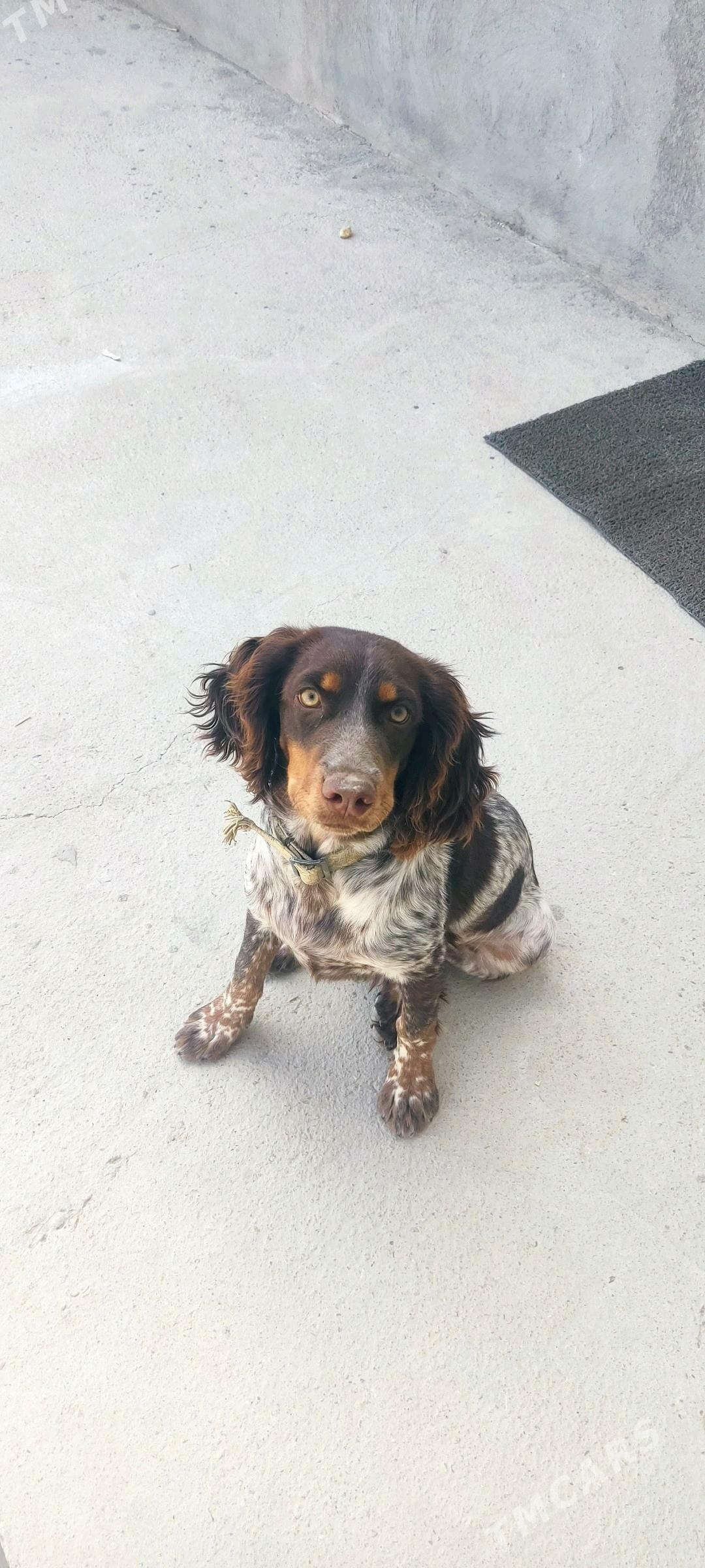 Spanyel awcy - Балканабат - img 2