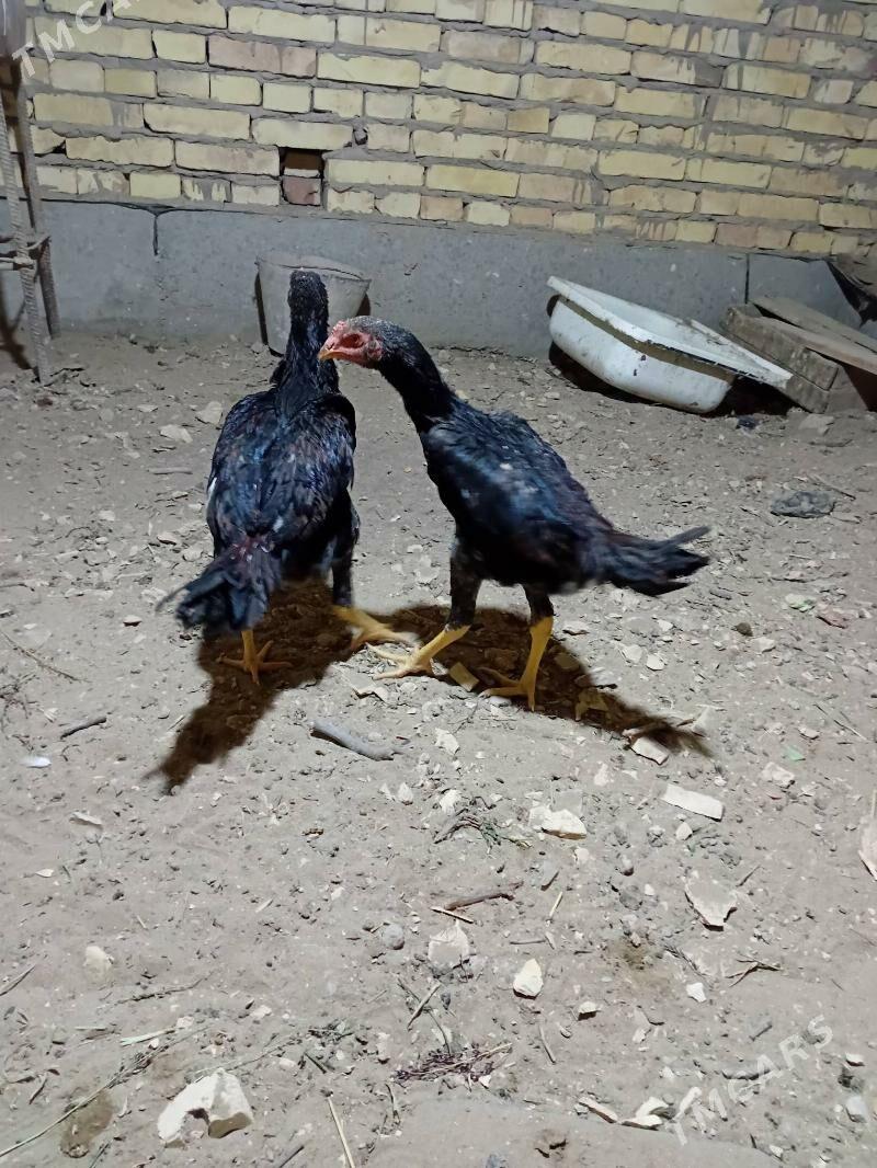 Yas horazlar - Dänew - img 1