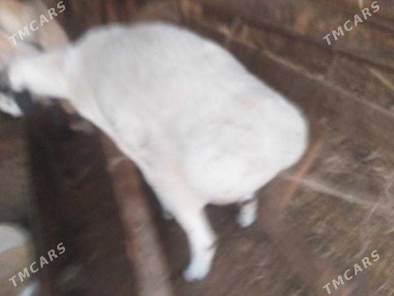 ак кочкар  бичикли - Dänew - img 5