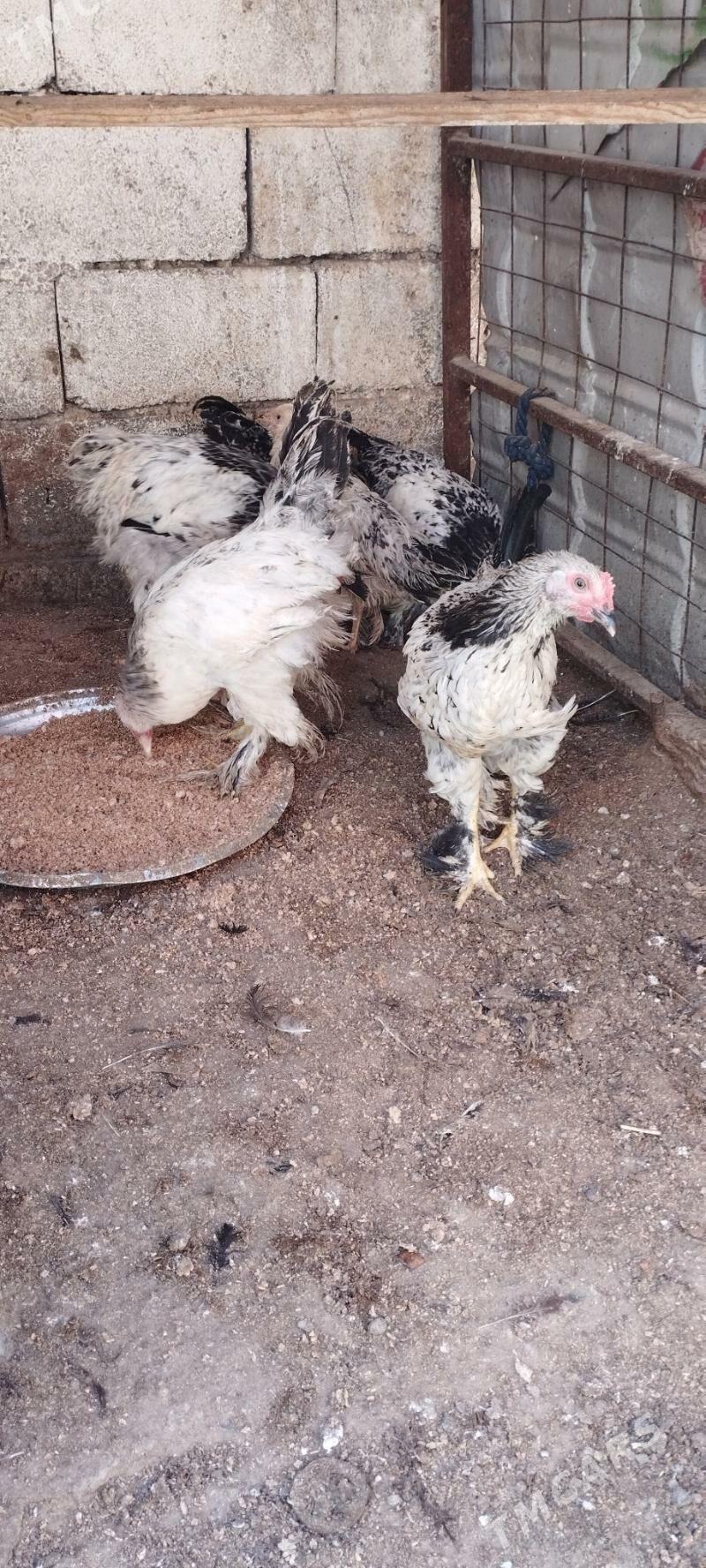 Balgar towuk - Çoganly - img 1