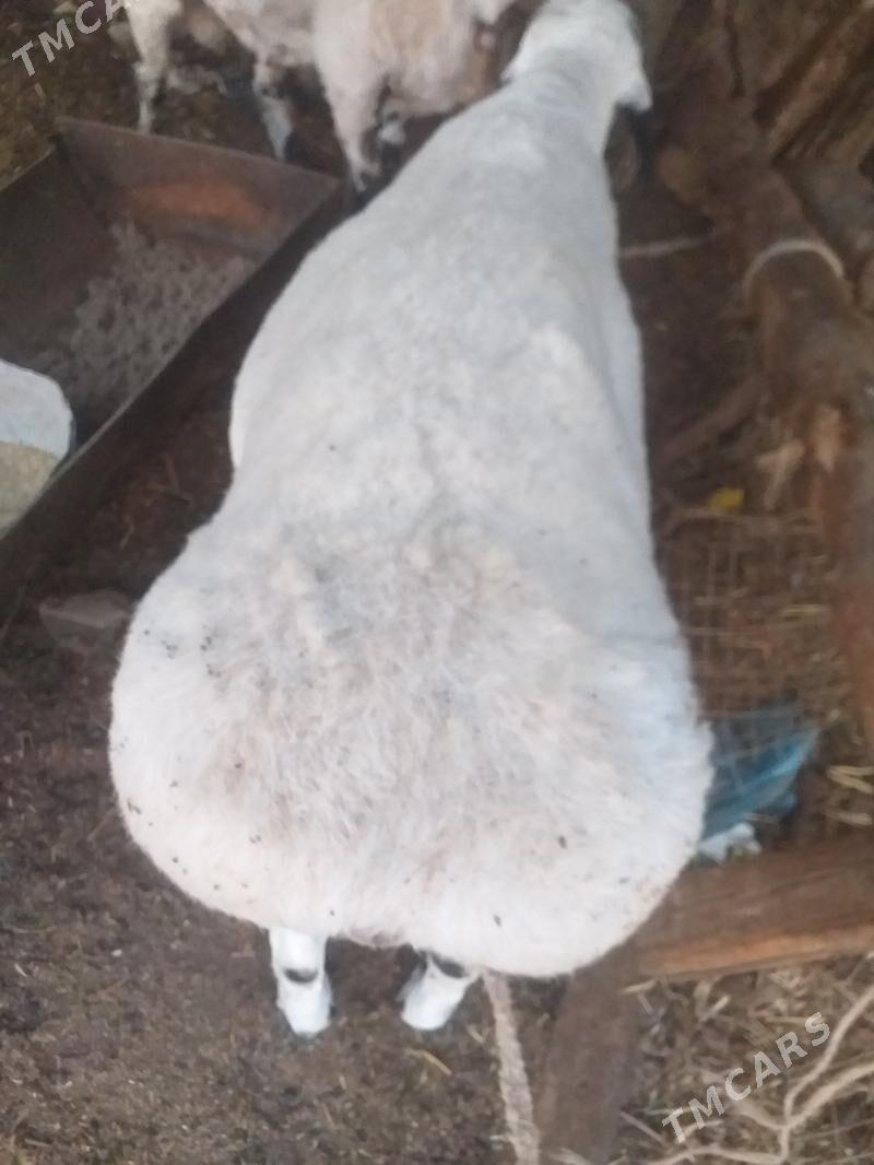 ак кочкар  бичикли - Dänew - img 4