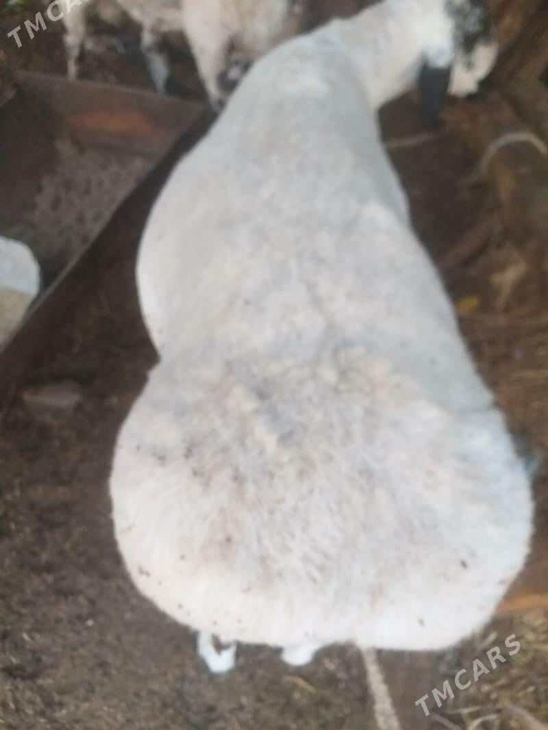 ак кочкар  бичикли - Dänew - img 1