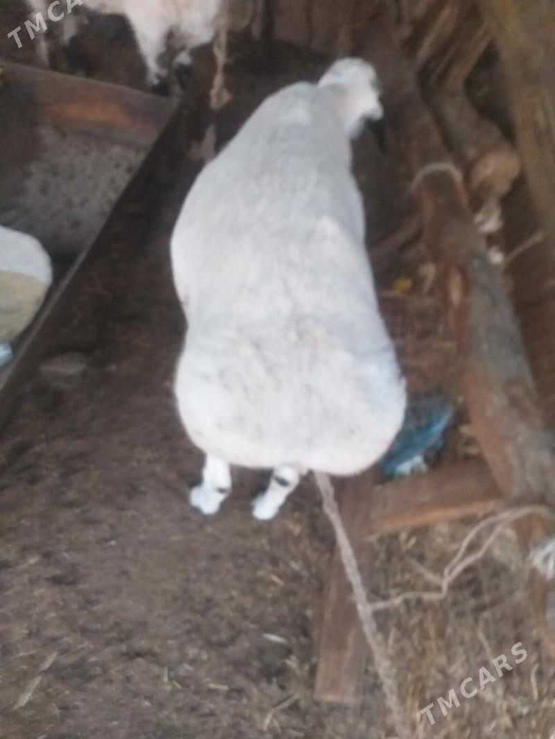 ак кочкар  бичикли - Dänew - img 2