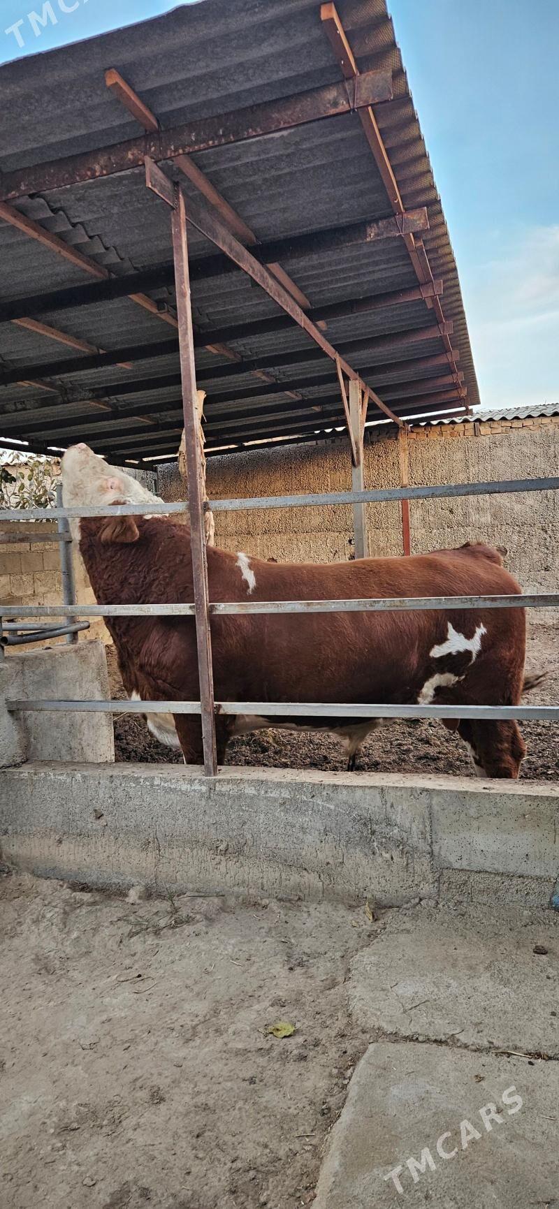 Smental öküz - Херрикгала - img 1