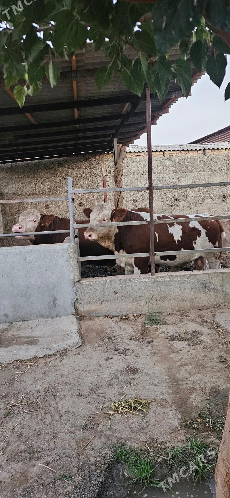 Smental öküz - Херрикгала - img 4