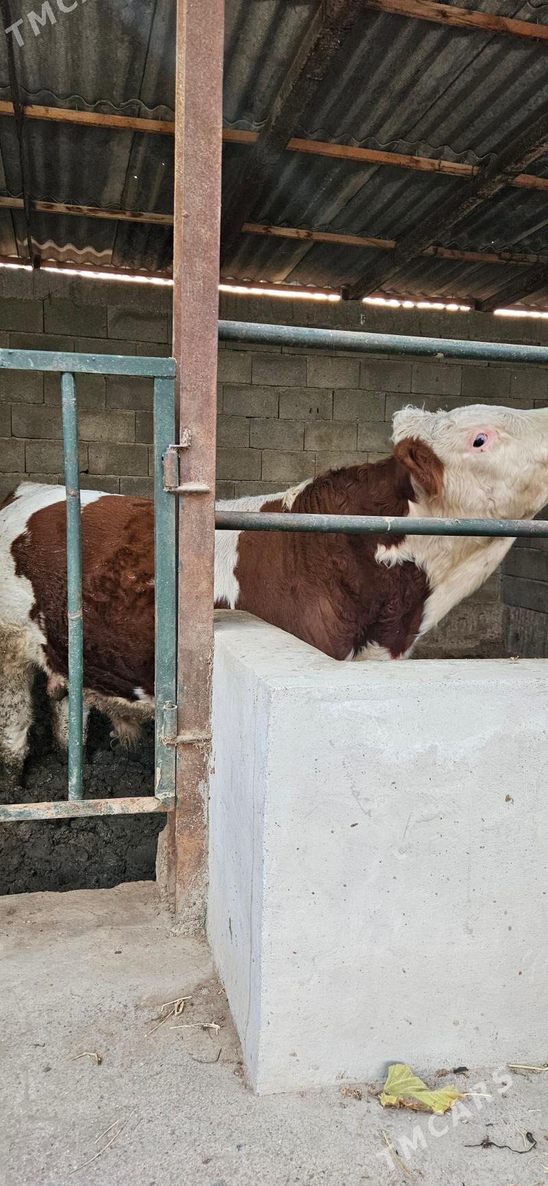 Smental öküz - Херрикгала - img 2