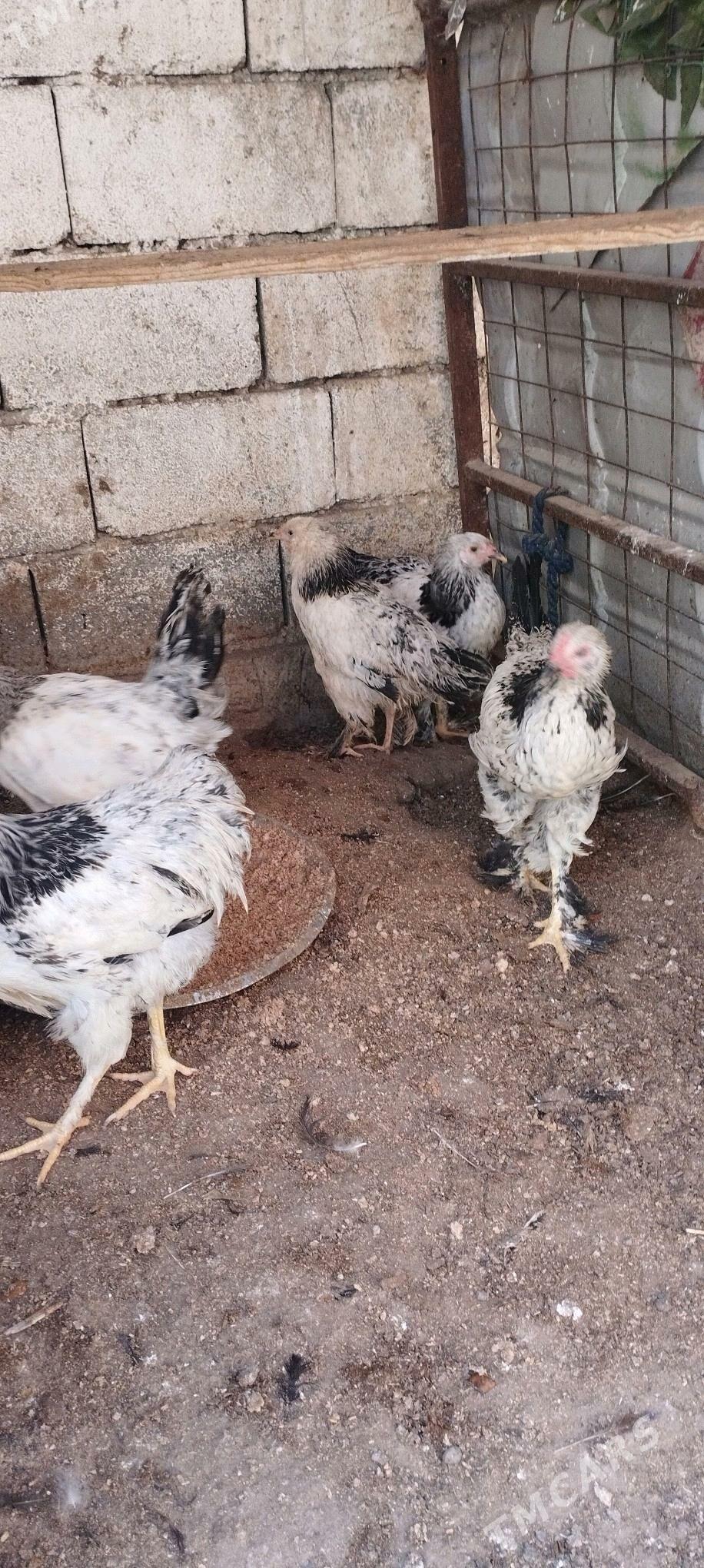 Balgar towuk - Çoganly - img 2