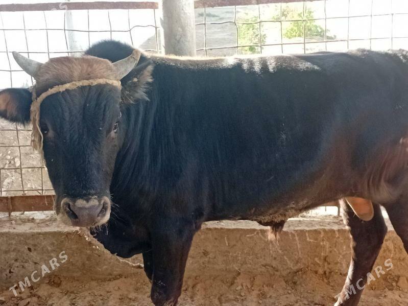 okuz - Esenguly - img 1