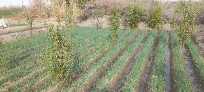 alma bag - Керки - img 7