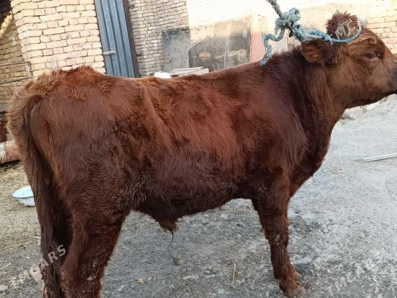 OKUZLER - Türkmenabat - img 1