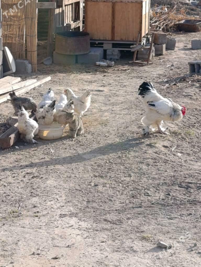 Балгар Хораз ве товуклар. - Кипджак - img 1